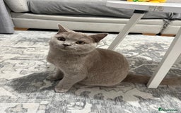 Brazilian Shorthair cats for sale: british short hair cats male  - Image 10
