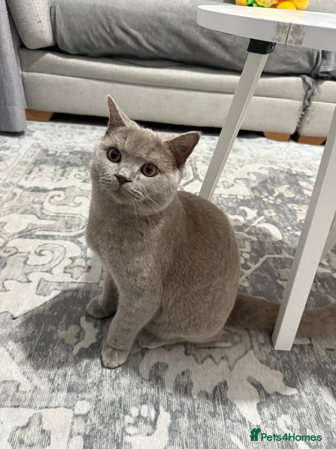 Brazilian Shorthair cats for sale: british short hair cats male  - Image 10