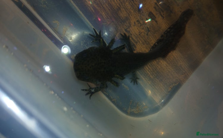 Other/Mixed Breed fish - Advert 5