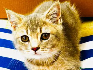Scottish Fold cats One last Scottish Fold male kitten - Advert 2