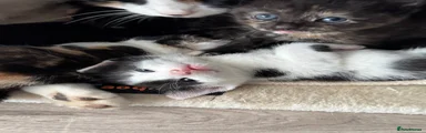 Mixed Breed Kitten 1