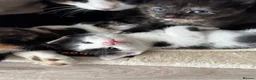 Mixed Breed cats for sale: 5 adorable kittens, (2boys 3girls) ready 3rd June. - Advert 13