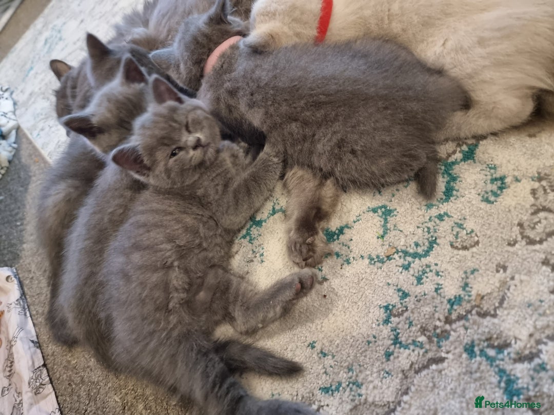 British Shorthair cats for sale: Beautiful chunky BSH kittens - Advert 16