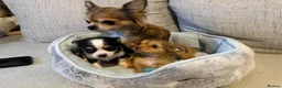 Chihuahua dogs for sale: Beautiful Long-Haired Chihuahua Puppies in Harlow - Advert 3
