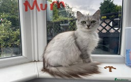 Persian cats for sale: Grey & White - Image 4