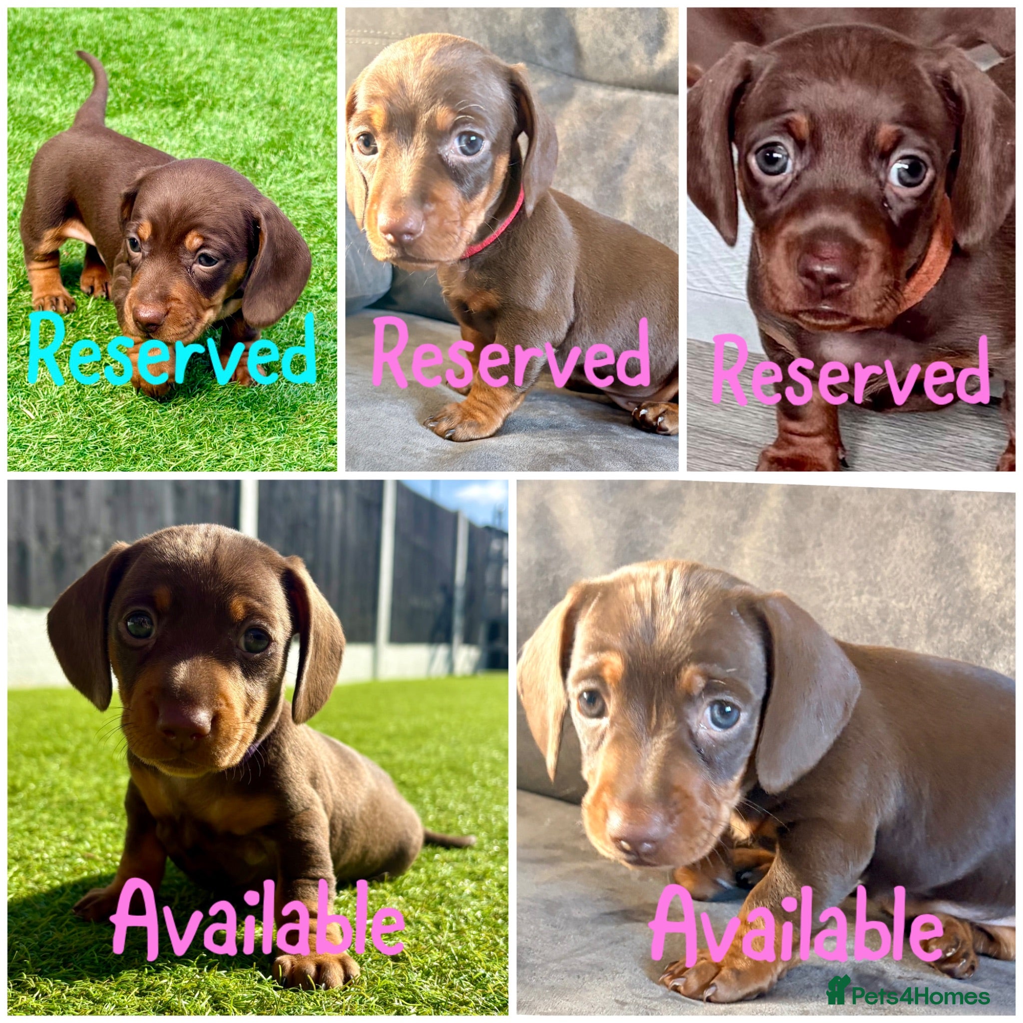 Miniature Dachshund dogs Chocolate & tan short hair miniature dachshund  - Advert 14