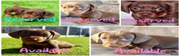 Miniature Dachshund dogs for sale: Chocolate & tan short hair miniature dachshund  - Advert 7