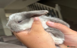 French Lop rabbits for sale: Giant French lop July babies! 🤍 - Image 5