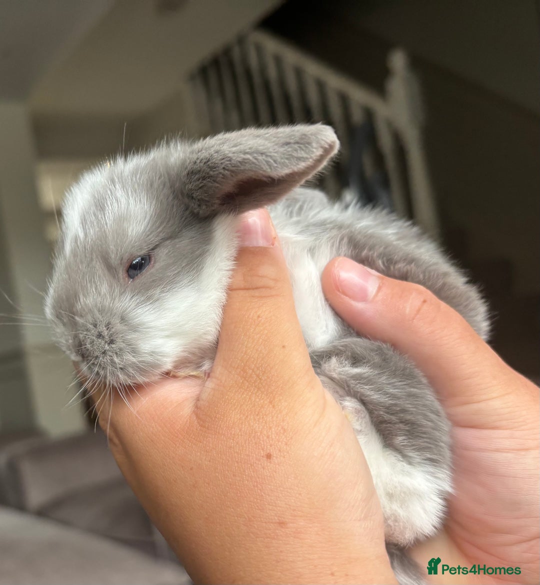 French Lop rabbits for sale: Giant French lop July babies! 🤍 - Image 5