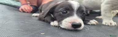 Mixed Breed 1