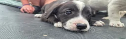 Mixed Breed dogs for sale: Puppy - Advert 5
