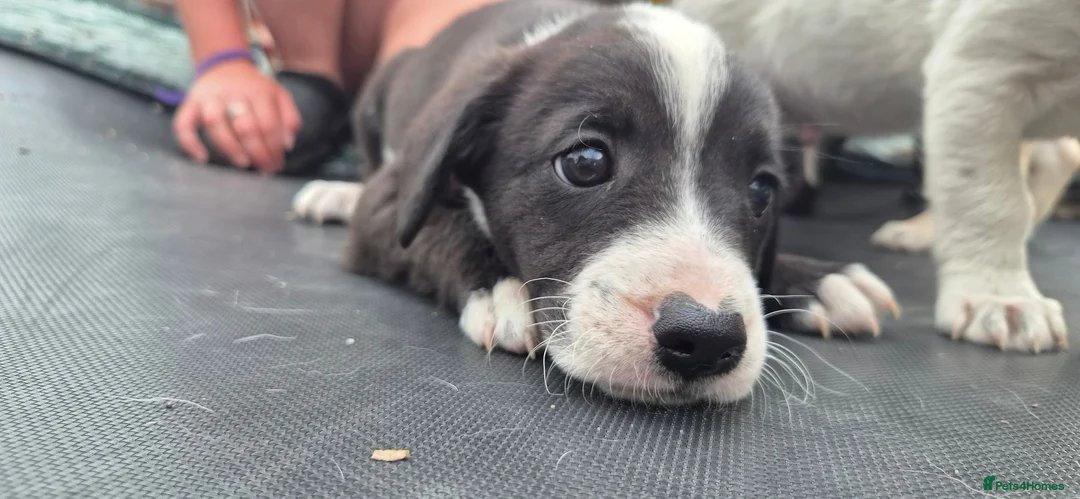 Mixed Breed dogs for sale: Puppy - Advert 5