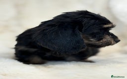 Mixed Breed dogs for sale: Gorgeous Daxi cross puppies  - Advert 16