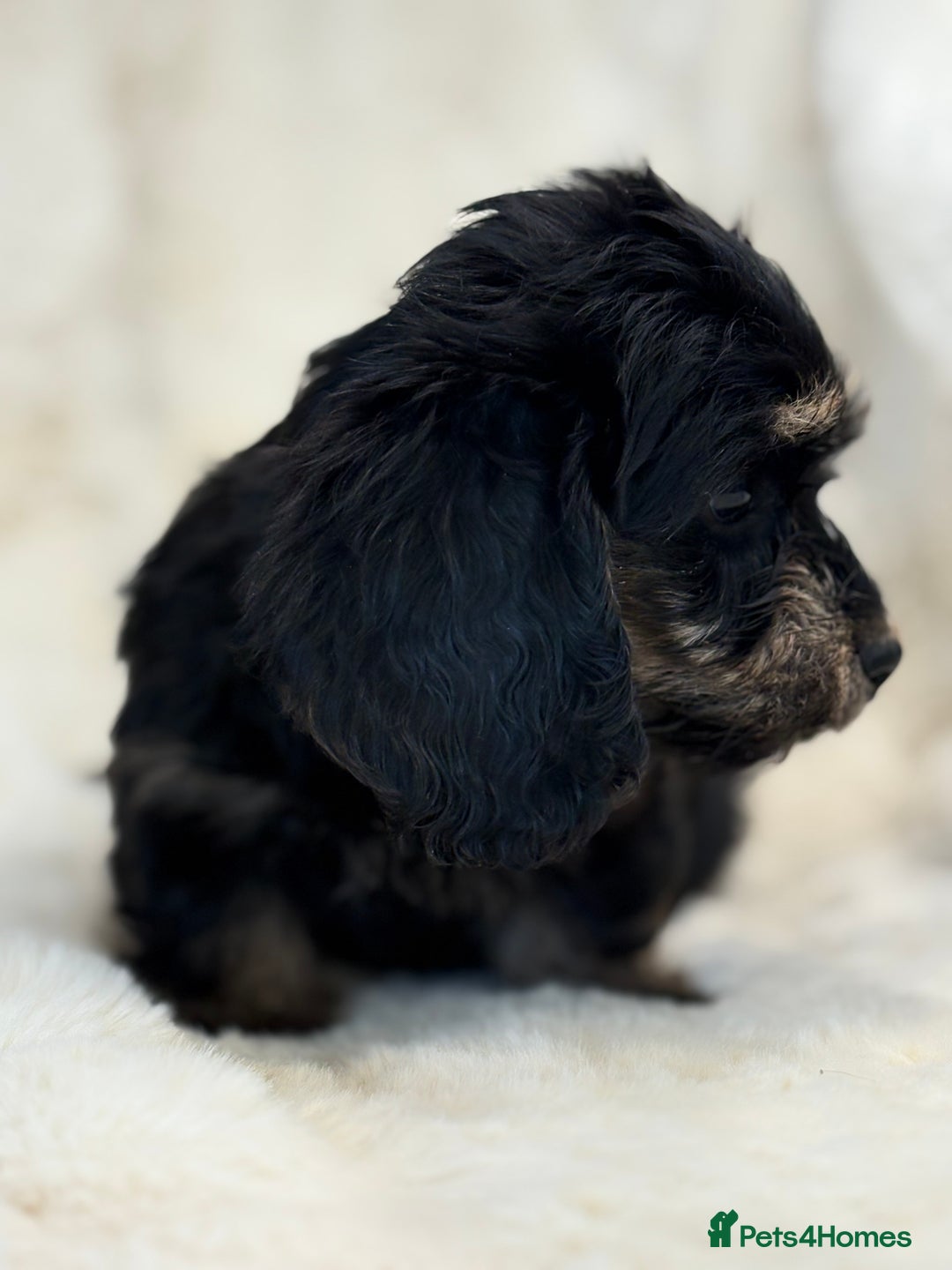 Mixed Breed dogs for sale: Gorgeous Daxi cross puppies  - Advert 16