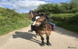 New Forest horses for sale: New Forest mare for sale  - Image 1