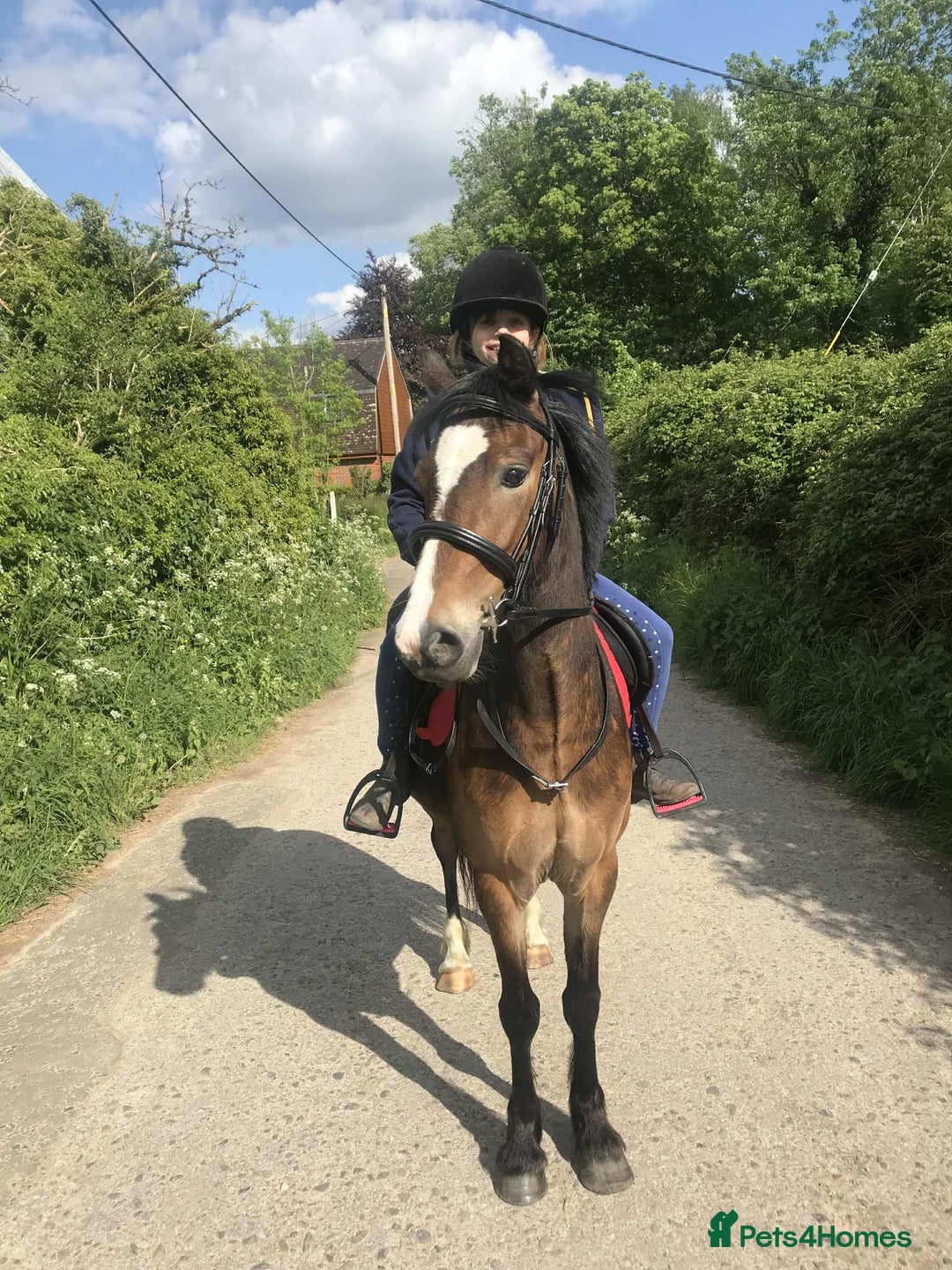 New Forest horses for sale: New Forest mare for sale  - Image 1