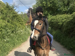 New Forest horses - Advert 21