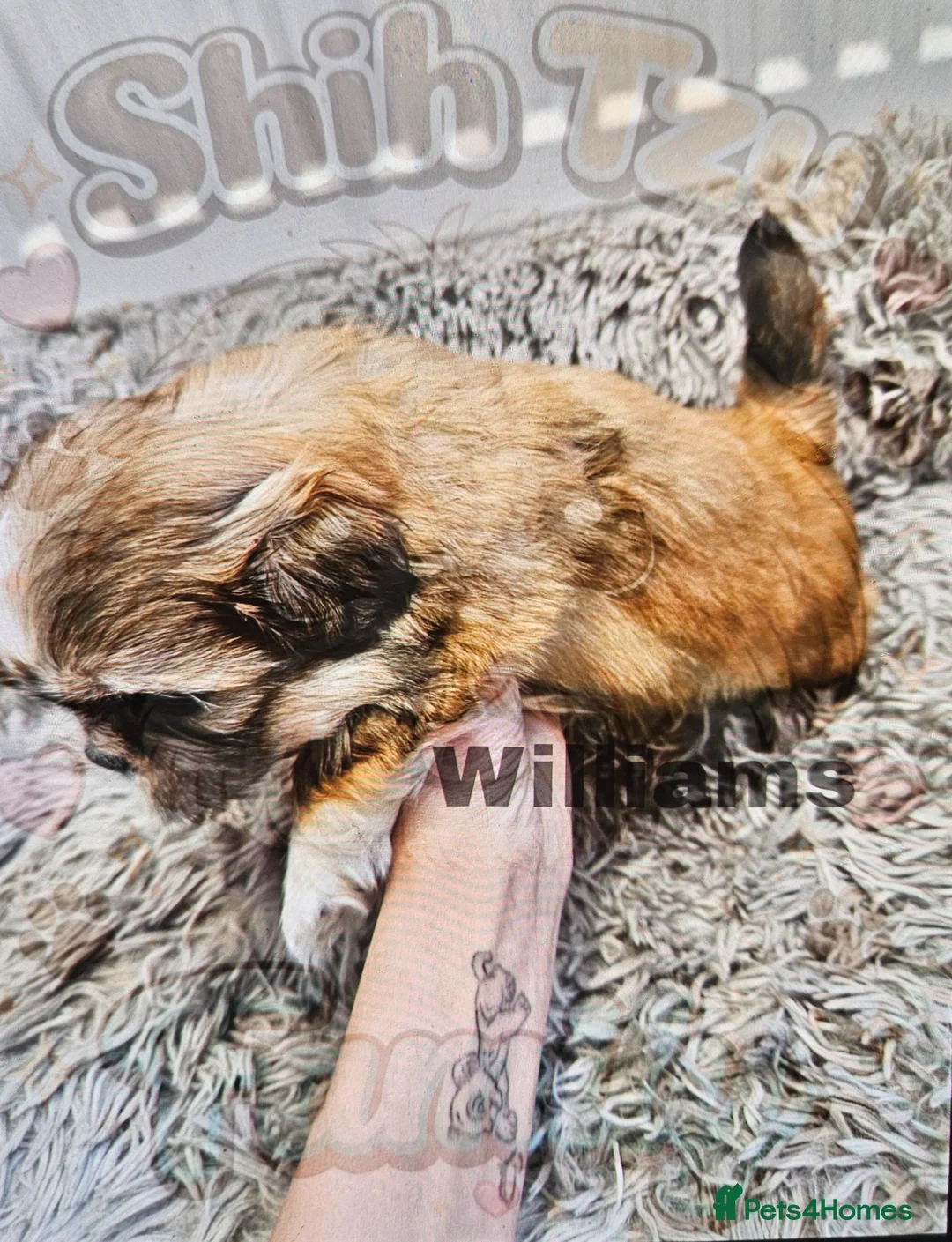 Shih Tzu dogs for sale: 💙💙Stunning last 2 Shih Tzu 💙💙 - Advert 7