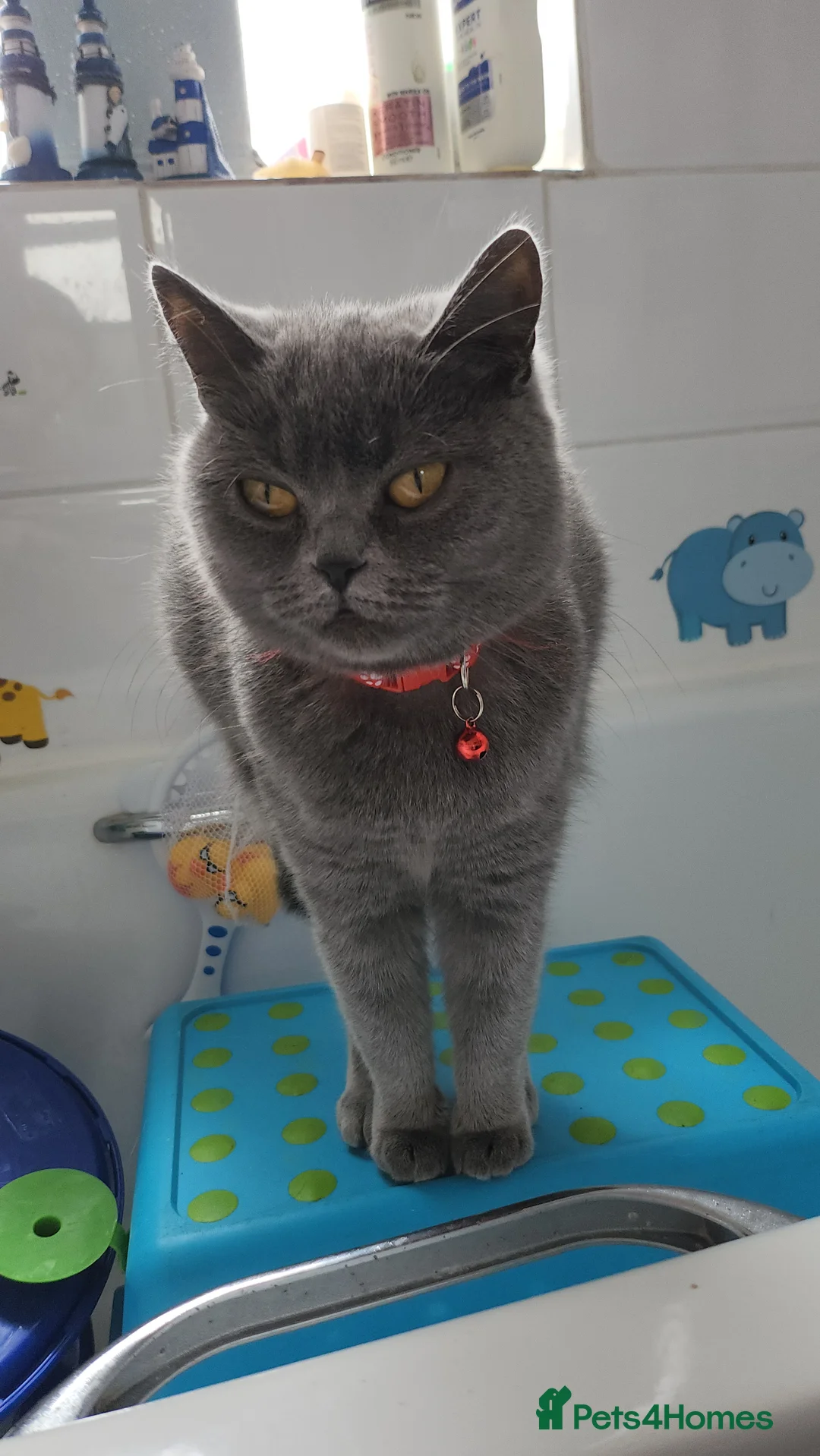 British Shorthair cats for sale: Lovely bsh looking for her forever home - Advert 2