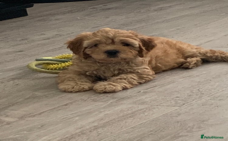 Cavapoo dogs - Advert 4