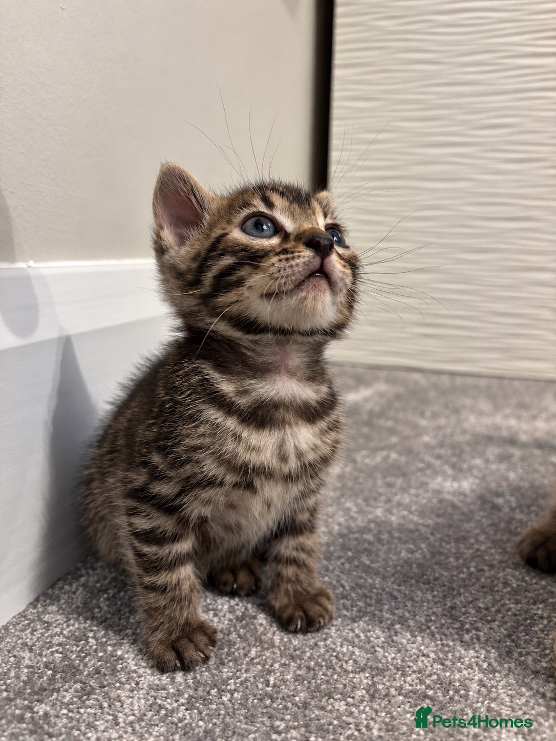 Bengal cats for sale: READY Brown Rosetted Male Tica Bengal Kittens - Advert 1