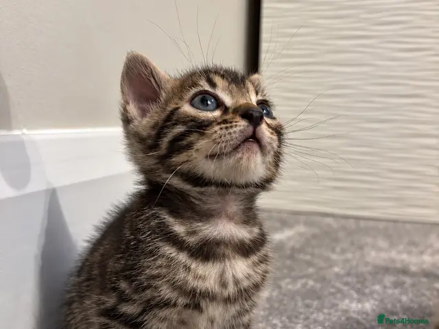 Bengal cats for sale: READY Brown Rosetted Male Tica Bengal Kittens - Advert 1