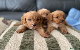 Cavapoo dogs for sale: 3 Gorgeous Cavapoo puppies - Image 12