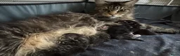 Maine Coon cats for sale: Champion line Maine coon active kittens - Advert 8