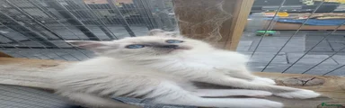 Ragdoll 4