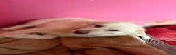Mixed Breed dogs for adoption: Rosie - Norwich Norfolk  in Norwich - Advert 14