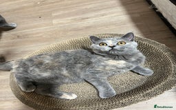 British Shorthair cats for sale: Lovely BSH kittens for sale  - Image 4