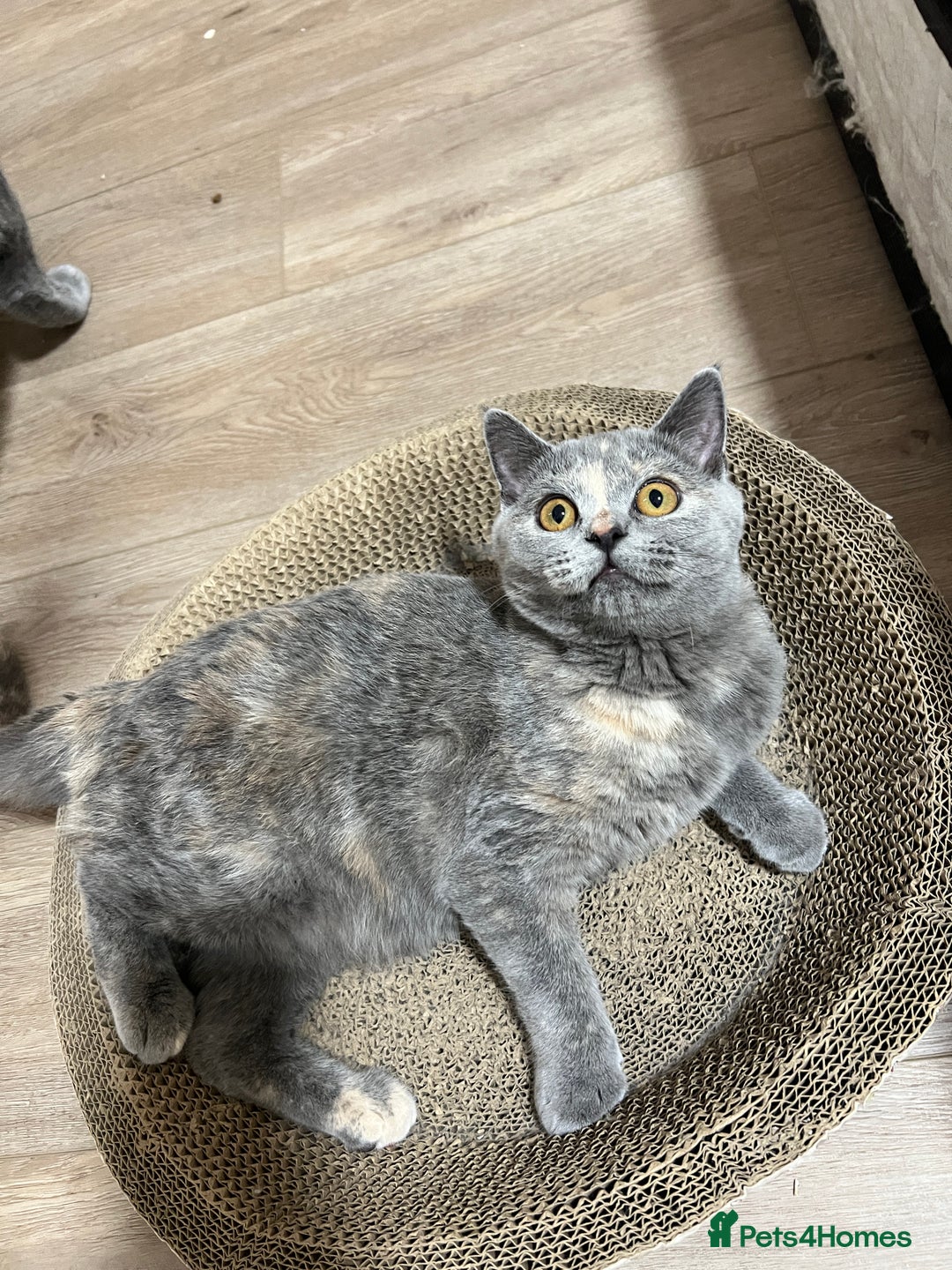 British Shorthair cats for sale: Lovely BSH kittens for sale  - Image 4