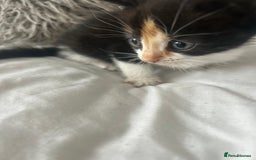 British Shorthair cats for sale: 4 Beautiful babies looking for there forever homes - Image 7