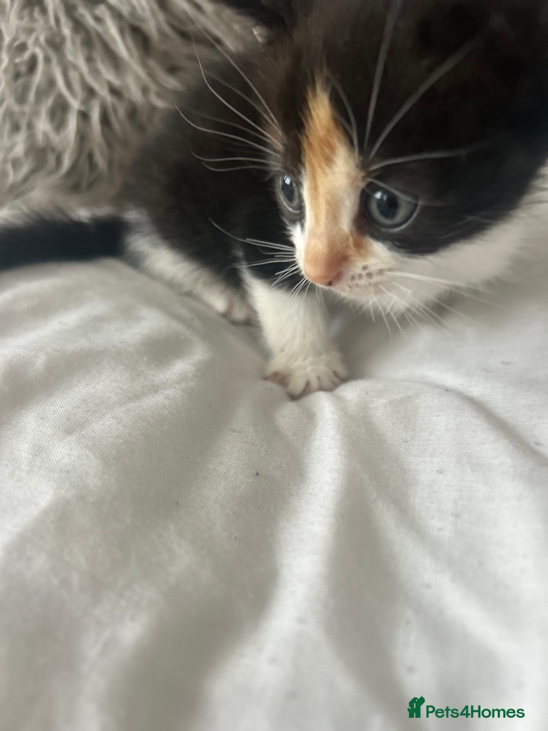 British Shorthair cats for sale: 4 Beautiful babies looking for there forever homes - Image 7