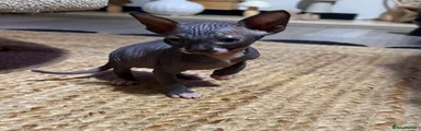 Sphynx 4 saffie 🩷