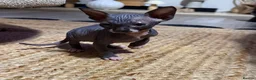 Sphynx cats for sale: 💙🩷4 gorgeous sphynx baby’s 🩷💙 - Advert 2