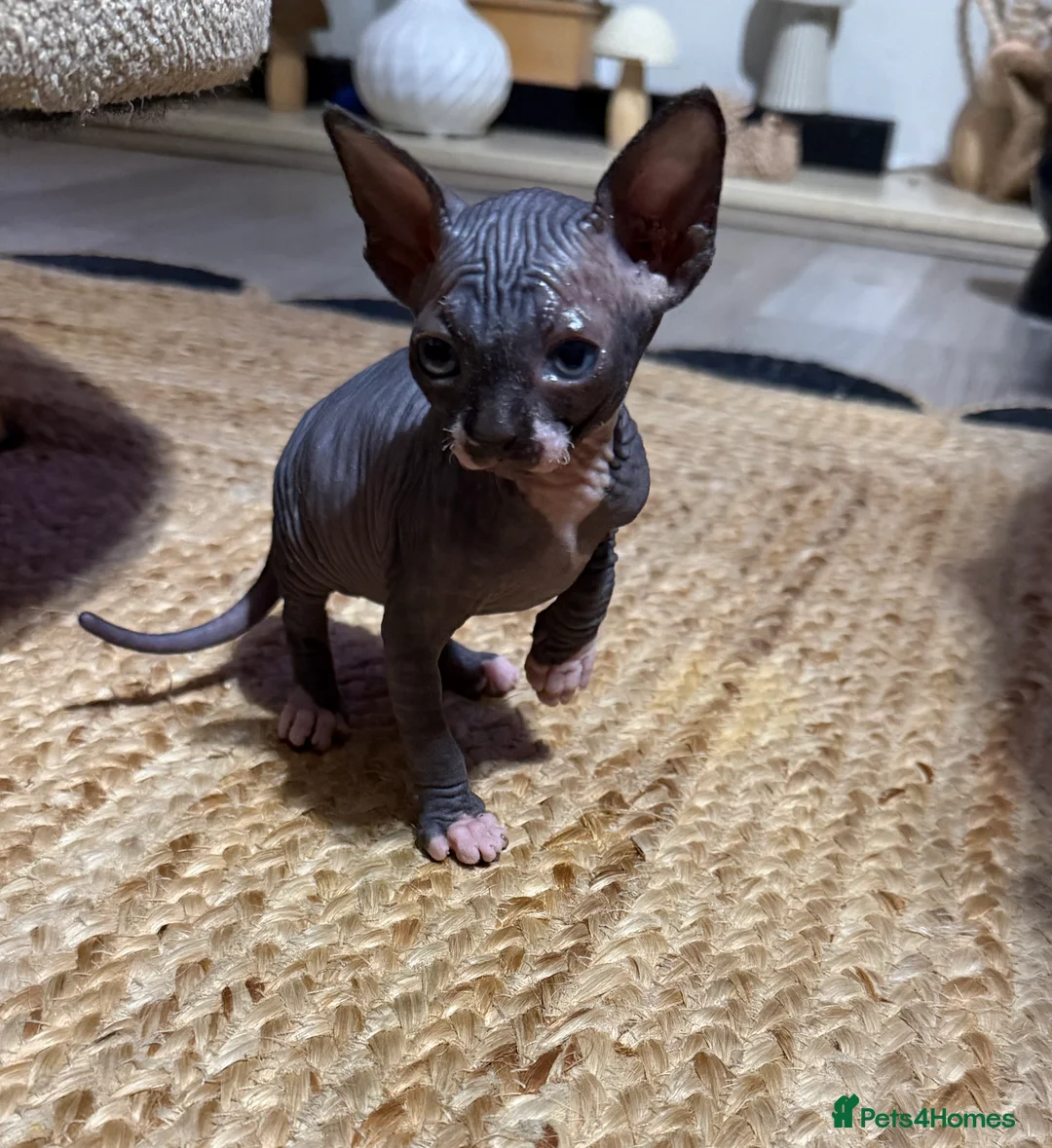 Sphynx cats for sale: 💙🩷4 gorgeous sphynx baby’s 🩷💙 - Advert 2