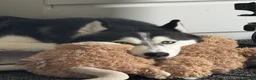 Siberian Husky dogs for sale: KC/Pedigree Siberian Husky Puppies due 7thJuly in Basingstoke - Advert 3
