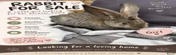 Continental Giant rabbits for sale: Continental giant rabbit  - Advert 2
