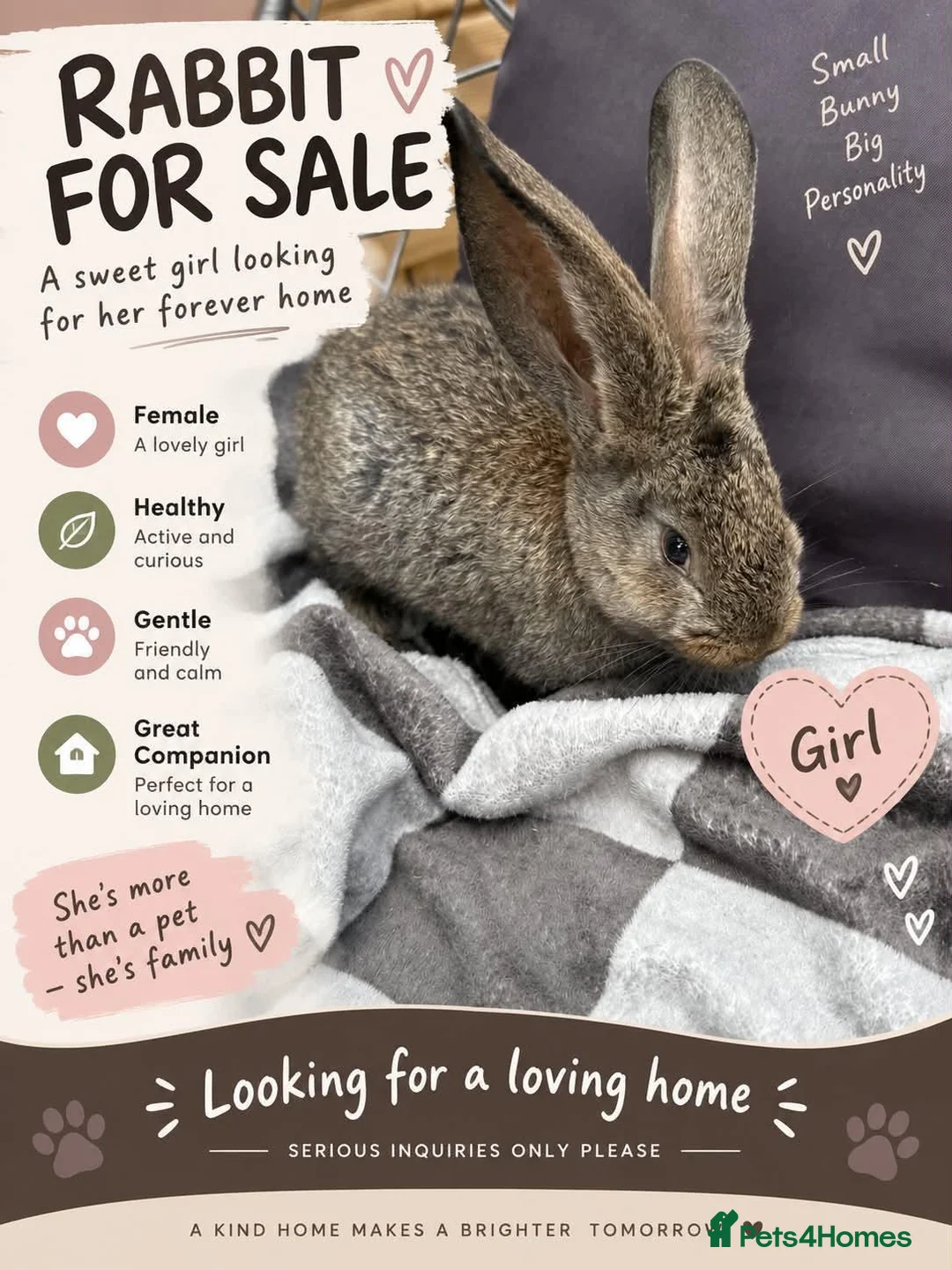 Continental Giant rabbits for sale: Continental giant rabbit  - Advert 2