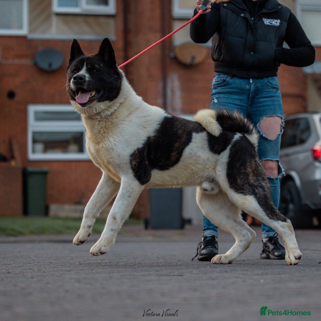 Akita dogs for stud: American Akita  in Luton - Image 3
