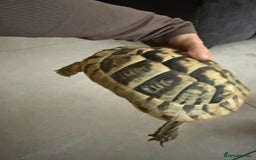 Tortoise reptiles for sale: Female hermann tortoise age 5 - Image 4