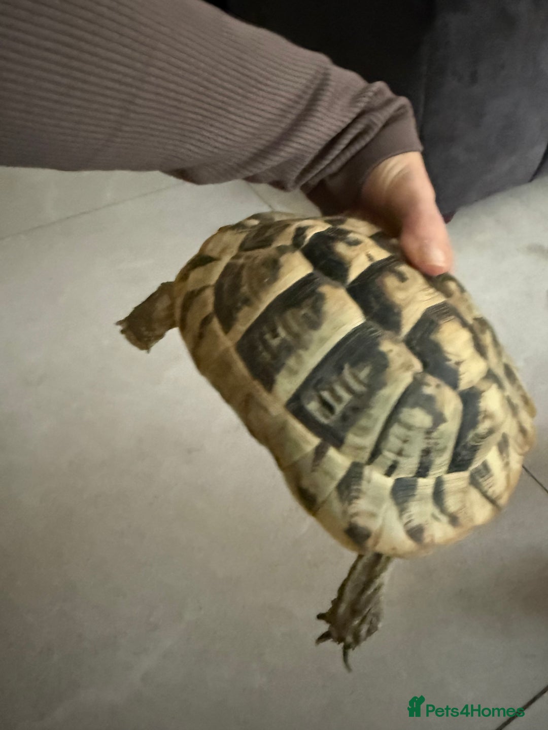 Tortoise reptiles for sale: Female hermann tortoise age 5 - Image 4