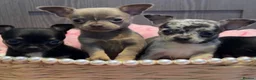 Chihuahua dogs for sale: Full chihuahua puppies  - Advert 11