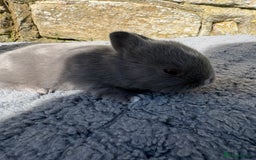 Netherland Dwarf rabbits for sale: 5 Sweet Netherland Dwarf bunnies  - Image 4