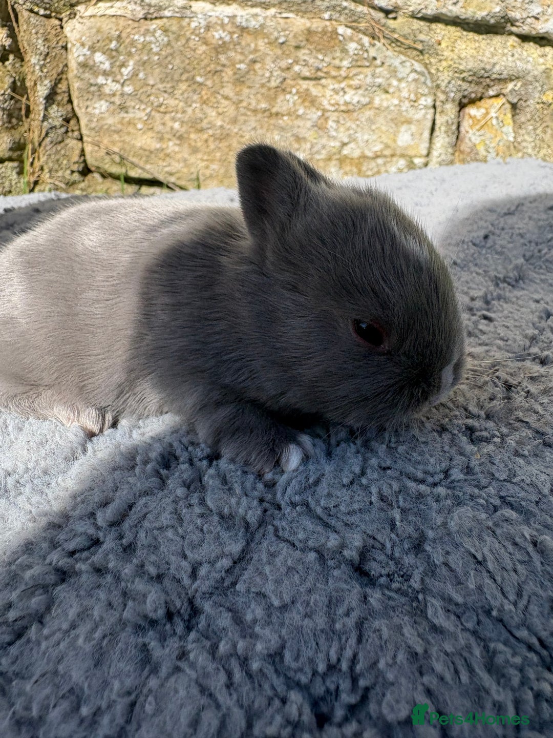 Netherland Dwarf rabbits for sale: 5 Sweet Netherland Dwarf bunnies  - Image 4