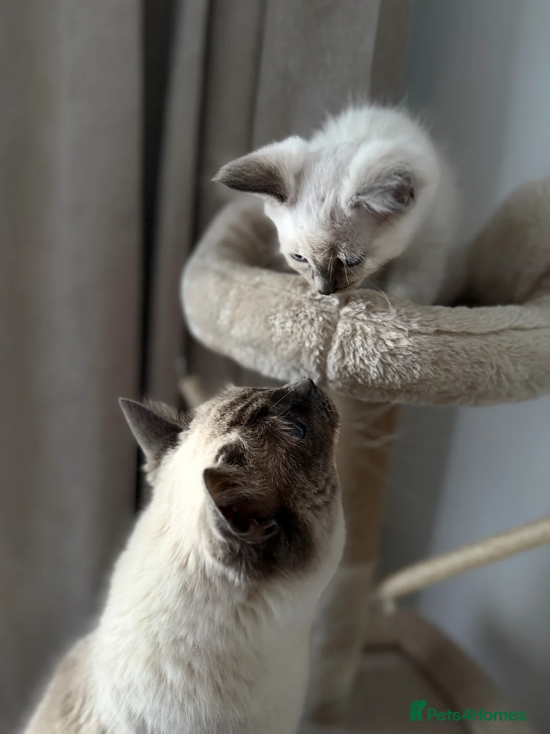 Ragdoll cats for sale: Ready now!Fully pedigree blue point kittens  - Advert 2