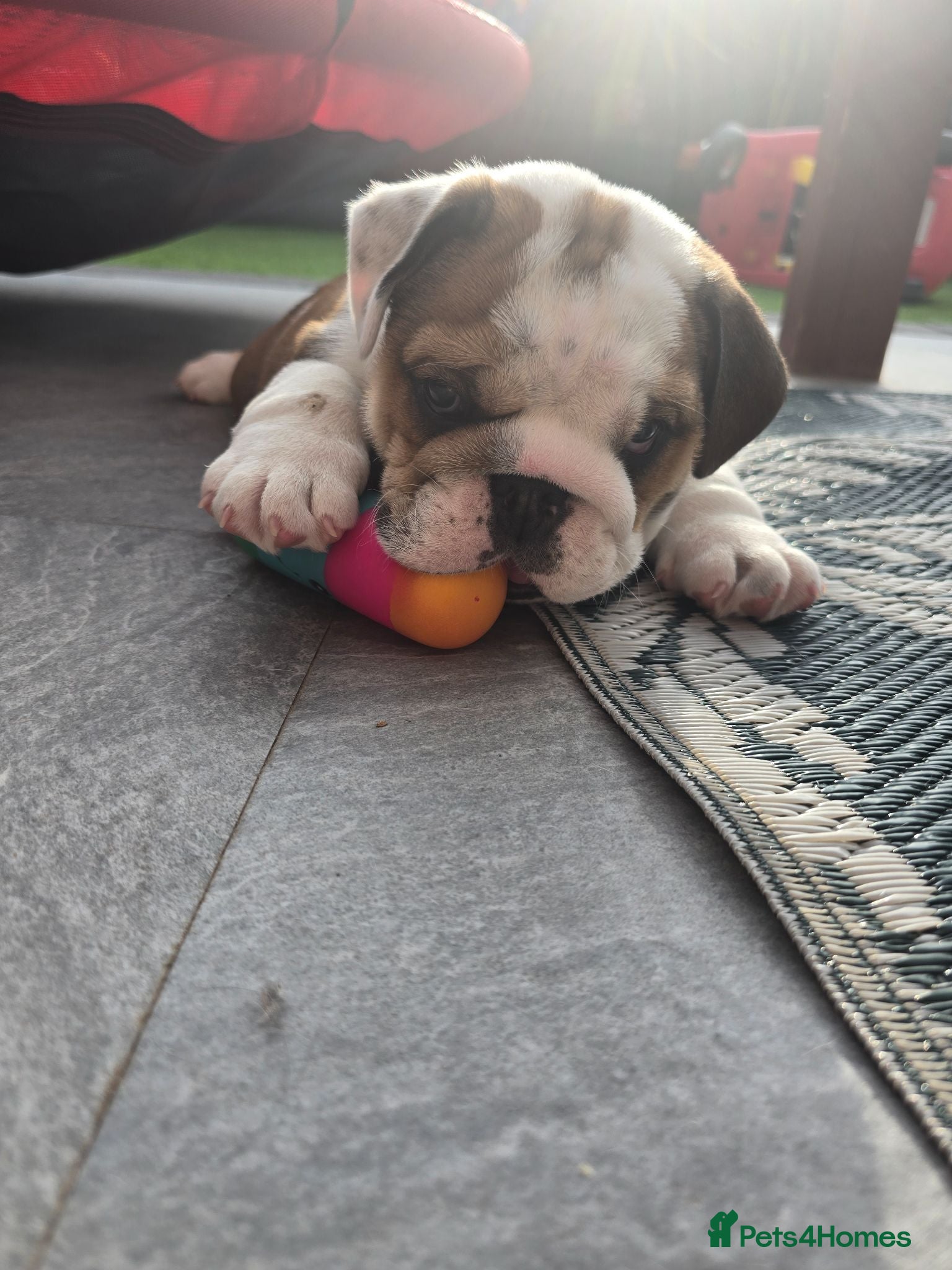 English Bulldog dogs 🐾 Beautiful KC Reg English Bulldog Puppies 🐶 - Advert 2