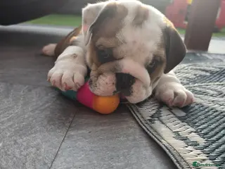 English Bulldog dogs 🐾 Beautiful KC Reg English Bulldog Puppies 🐶 - Advert 2