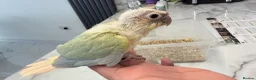 Conures birds for sale: Handreared Tame Conure Chicks Mooncheek rose crown - Advert 3